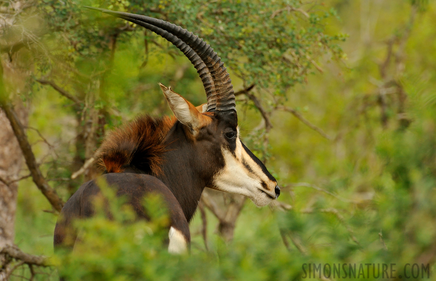 Hippotragus niger niger [550 mm, 1/1000 sec at f / 9.0, ISO 1600]